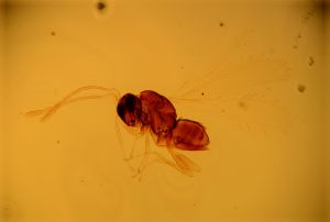 communis Htype 11.jpg