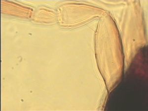 communis Htype 4.jpg