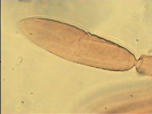 communis Htype 7.jpg