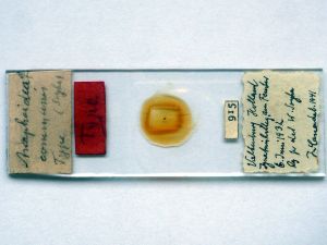 communis Htype s.JPG