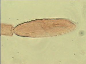 distincta Htype 10.jpg