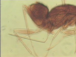 distincta Htype 12.jpg