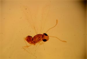 distincta Htype 13.jpg