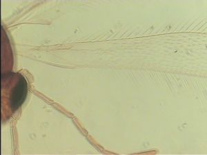 distincta Htype 2.jpg