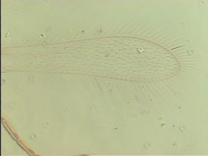 distincta Htype 3.jpg