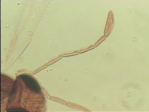 distincta Htype 4.jpg