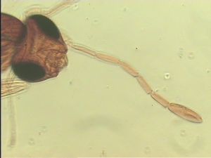 distincta Htype 5.jpg