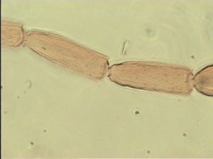 distincta Htype 9.jpg