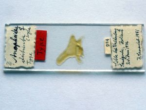 distincta Htype s.JPG