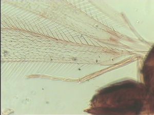 duplicata Htype 1.jpg