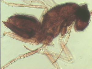 duplicata Htype 10.jpg