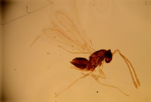 duplicata Htype 11.jpg