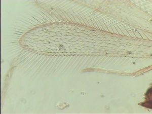 duplicata Htype 2.jpg