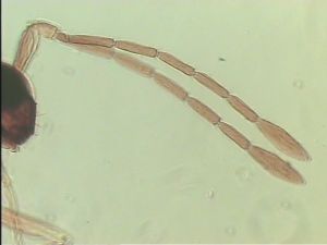 duplicata Htype 3.jpg