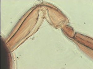 duplicata Htype 4.jpg