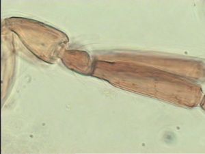 duplicata Htype 5.jpg