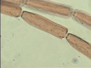 duplicata Htype 6.jpg