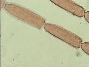 duplicata Htype 8.jpg