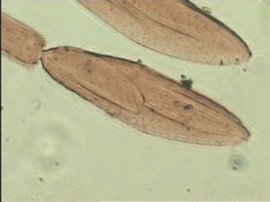 duplicata Htype 9.jpg