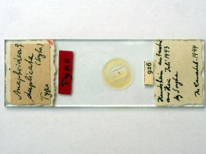 duplicata Htype s.JPG