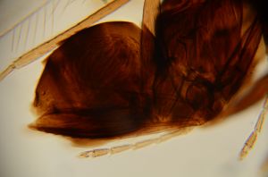 malkwitzi Htype 0-1.jpg