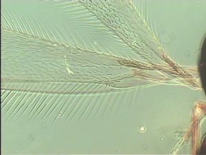 malkwitzi Htype 1.jpg