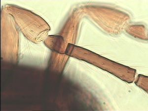 malkwitzi Htype 10.jpg