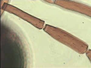 malkwitzi Htype 11.jpg