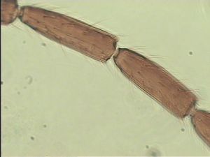 malkwitzi Htype 12.jpg