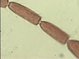 malkwitzi Htype 13.jpg