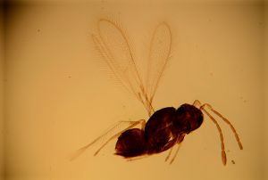 malkwitzi Htype 16.jpg