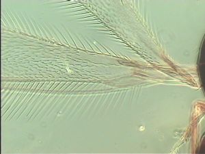 malkwitzi Htype 2.jpg