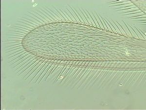 malkwitzi Htype 3.jpg