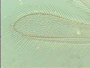 malkwitzi Htype 4.jpg