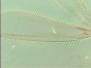 malkwitzi Htype 5.jpg