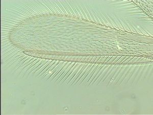 malkwitzi Htype 7.jpg