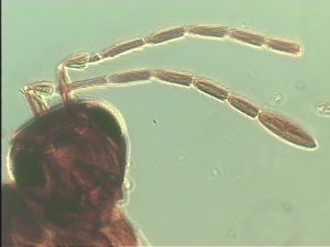 malkwitzi Htype 8.jpg