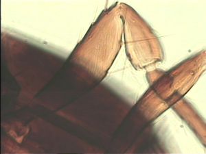 malkwitzi Htype 9.jpg