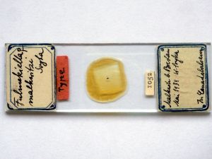 malkwitzi Htype s.JPG