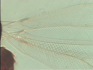 pallidicornis Htype 1.jpg