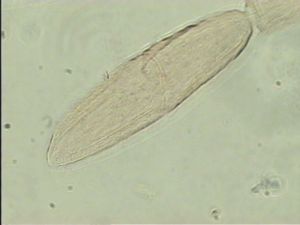 pallidicornis Htype 10.jpg