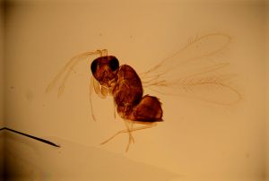 pallidicornis Htype 11.jpg