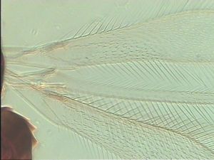 pallidicornis Htype 2.jpg