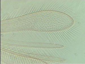 pallidicornis Htype 3.jpg