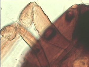 pallidicornis Htype 5.jpg