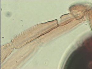 pallidicornis Htype 6.jpg