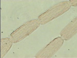 pallidicornis Htype 9.jpg