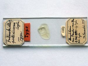 pallidicornis Htype s.JPG