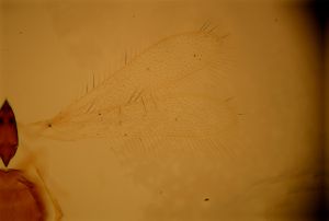 sibbei 'Type' nom.n. 1.jpg