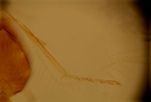 sibbei 'Type' nom.n. 3.jpg